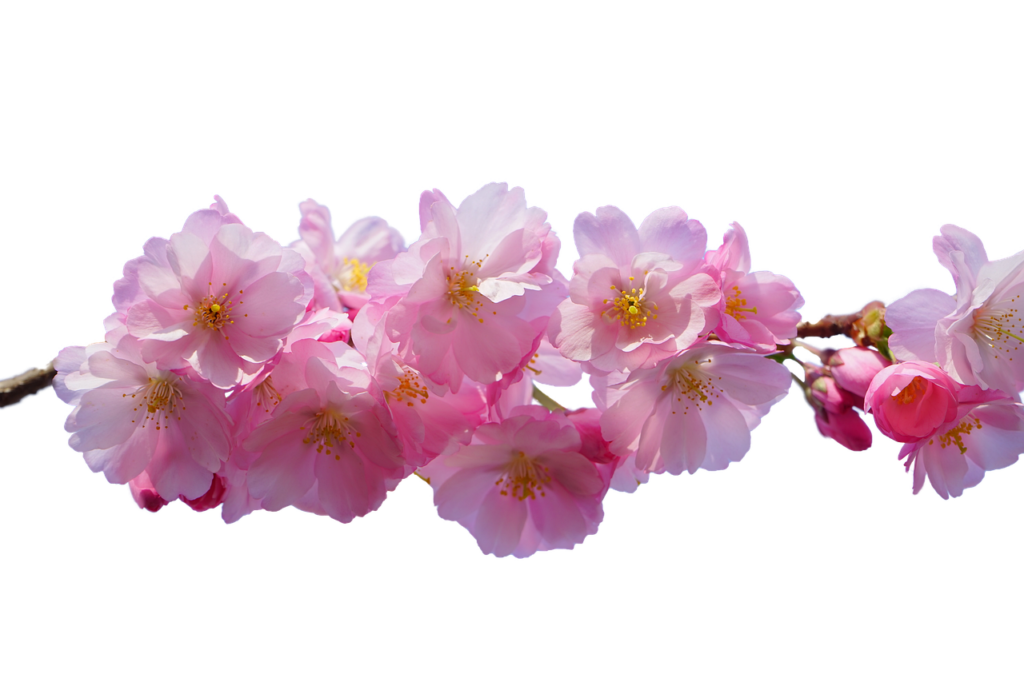 cherry blossom, pink, isolated, nature, spring, japanese cherry blossom, bloom, tree, cherry blossom, cherry blossom, cherry blossom, cherry blossom, cherry blossom